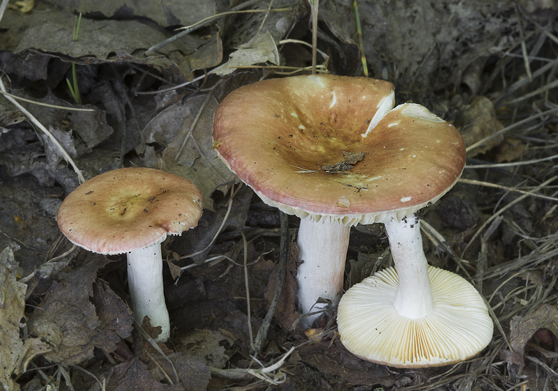 Russula fontqueri